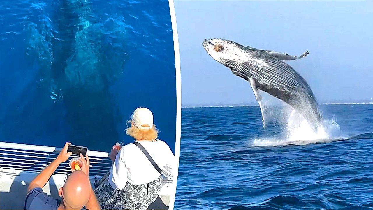 Video: Spektakel vor Kaliforniens Küste: Buckelwale begeistern staunende Touristen