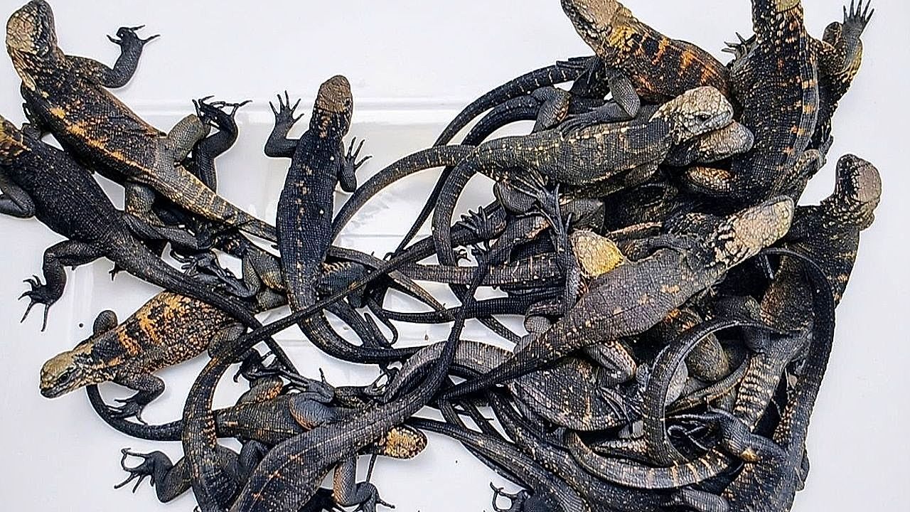 Video: In Plastikboxen: Russin will 32 Galapagos-Echsen nach Island schmuggeln