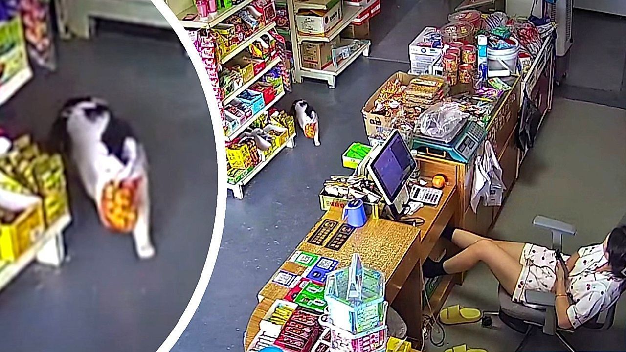 Video: Ladendieb auf leisen Pfoten: Katze schnappt sich Beute und flüchtet im letzten Moment