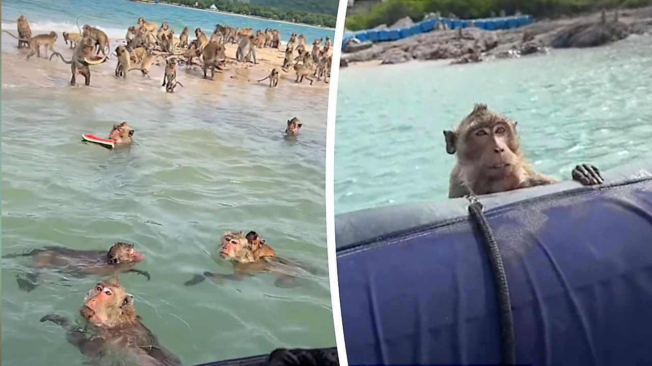 Video: Schwimmende Bande: Piraten-Affen umringen Boot in Thailand