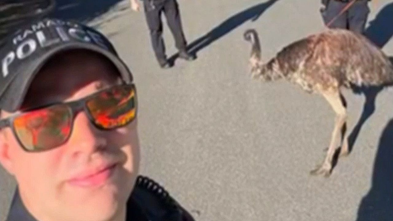 Video: Verfolgungsjagd mit Drohne: Polizei fängt entlaufenen Emu in New York ein