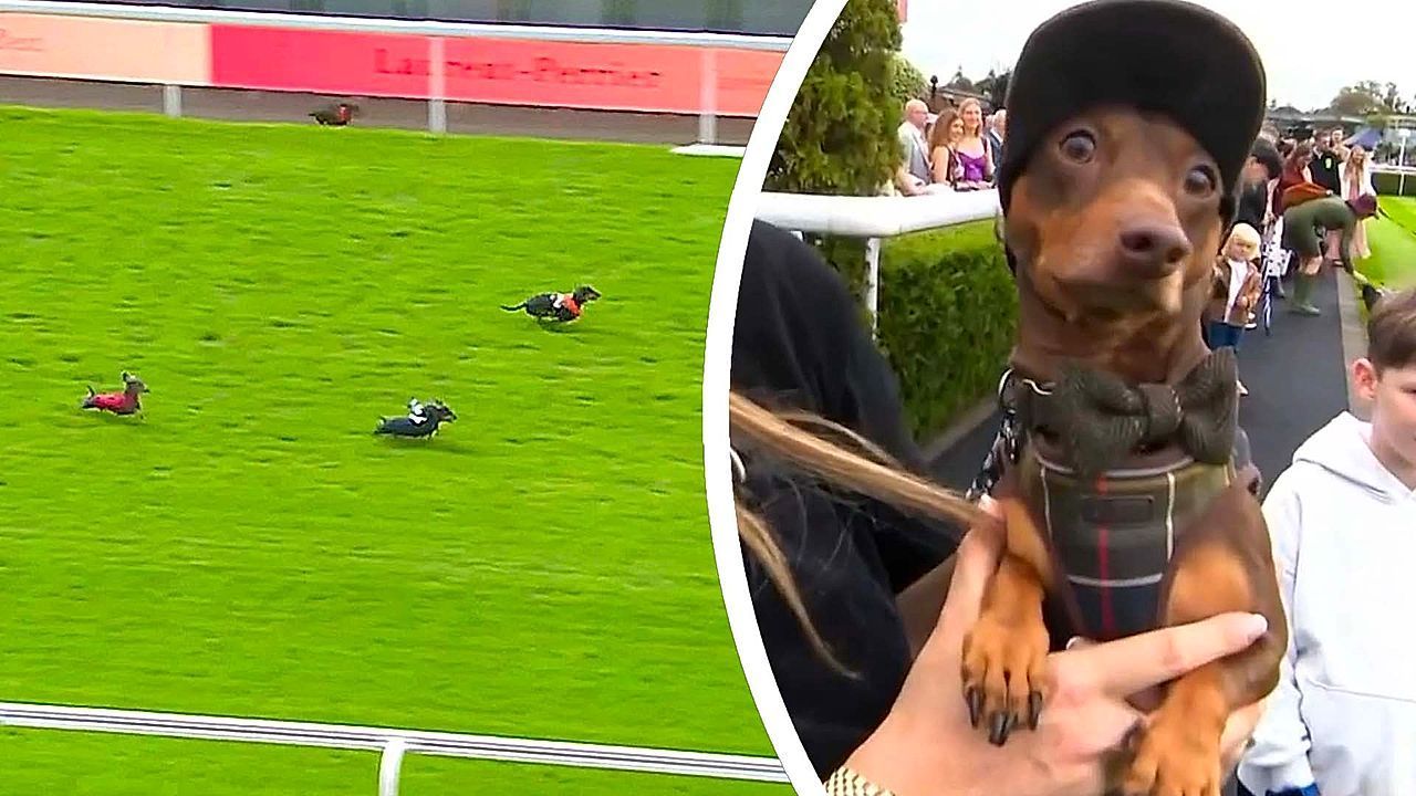Video: Kurze Beine, großer Ehrgeiz: Dackel sprinten beim Derby in Chester um den Sieg
