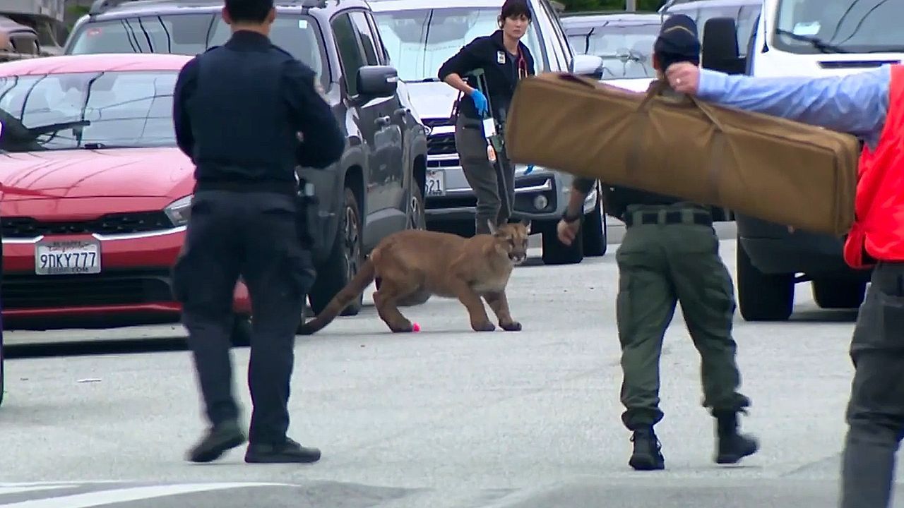 Video: Wilde Verfolgungsjagd: Puma hält Anwohner in San Francisco in Atem
