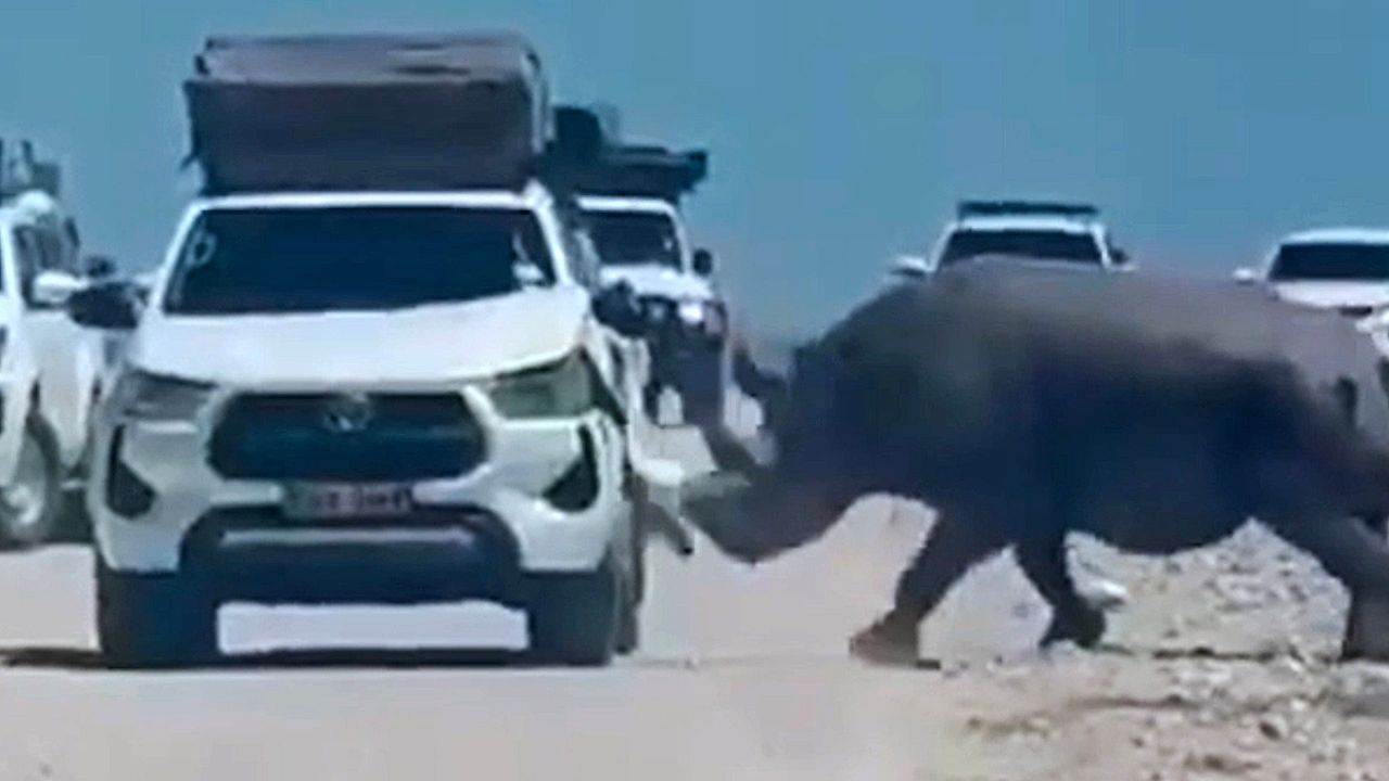 Video: Horn gegen Blech: Nashorn rammt Touristenauto in Namibia