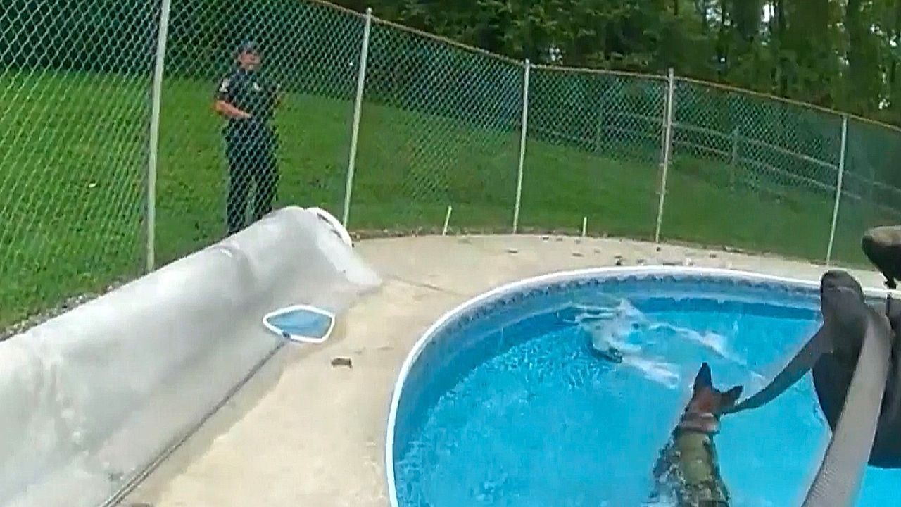 Video: Wespen-Attacke bei Hitze: Anwohner helfen erschöpftem Polizeihund in Maryland