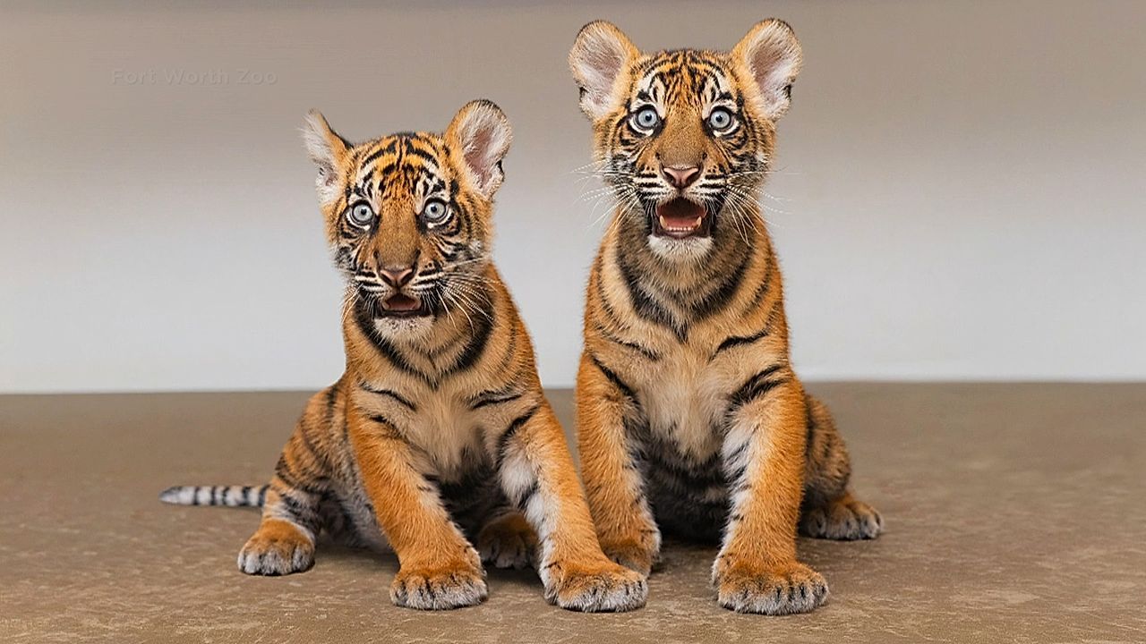 Video: Seltener Nachwuchs: Zwei Sumatra-Tigerbabys erobern den Zoo von Fort Worth