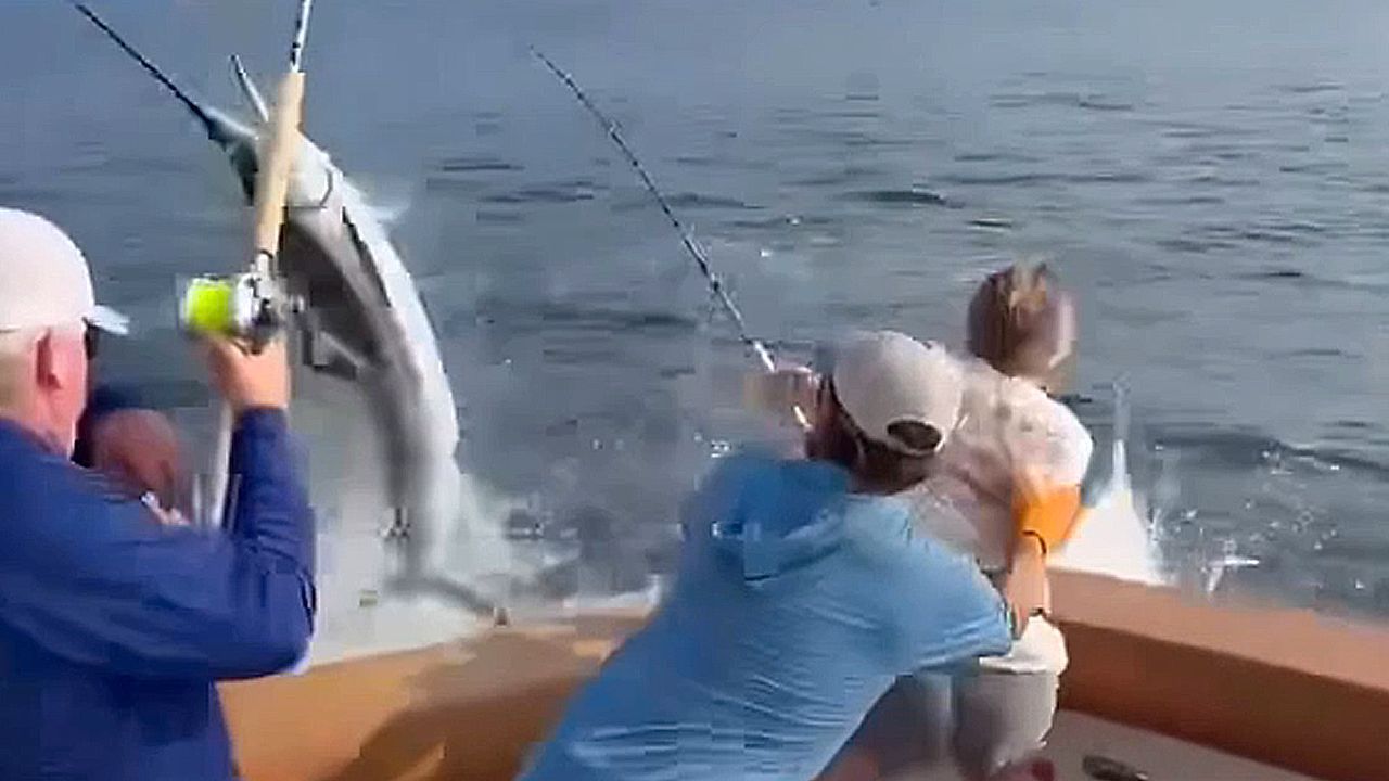 Video: White marlin puts up incredible fight against fisher, changes its mind