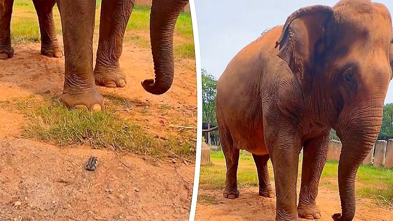 Video: Elephant carefully backs away from tiny hamster