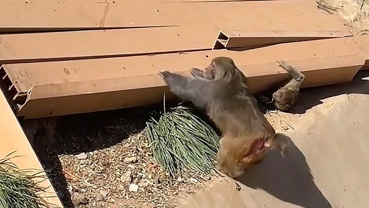 Video: Young monkey trapped under collapsed bridge in China zoo