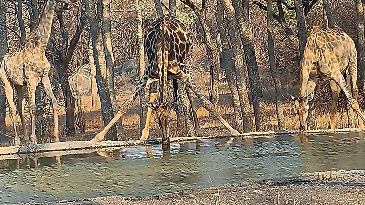 Video: Thirsty giraffe pulls off near-perfect splits just to get a drink