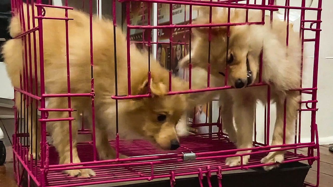 Video: Kleiner Ausbrecherkönig: Welpen überlisten Käfigtür