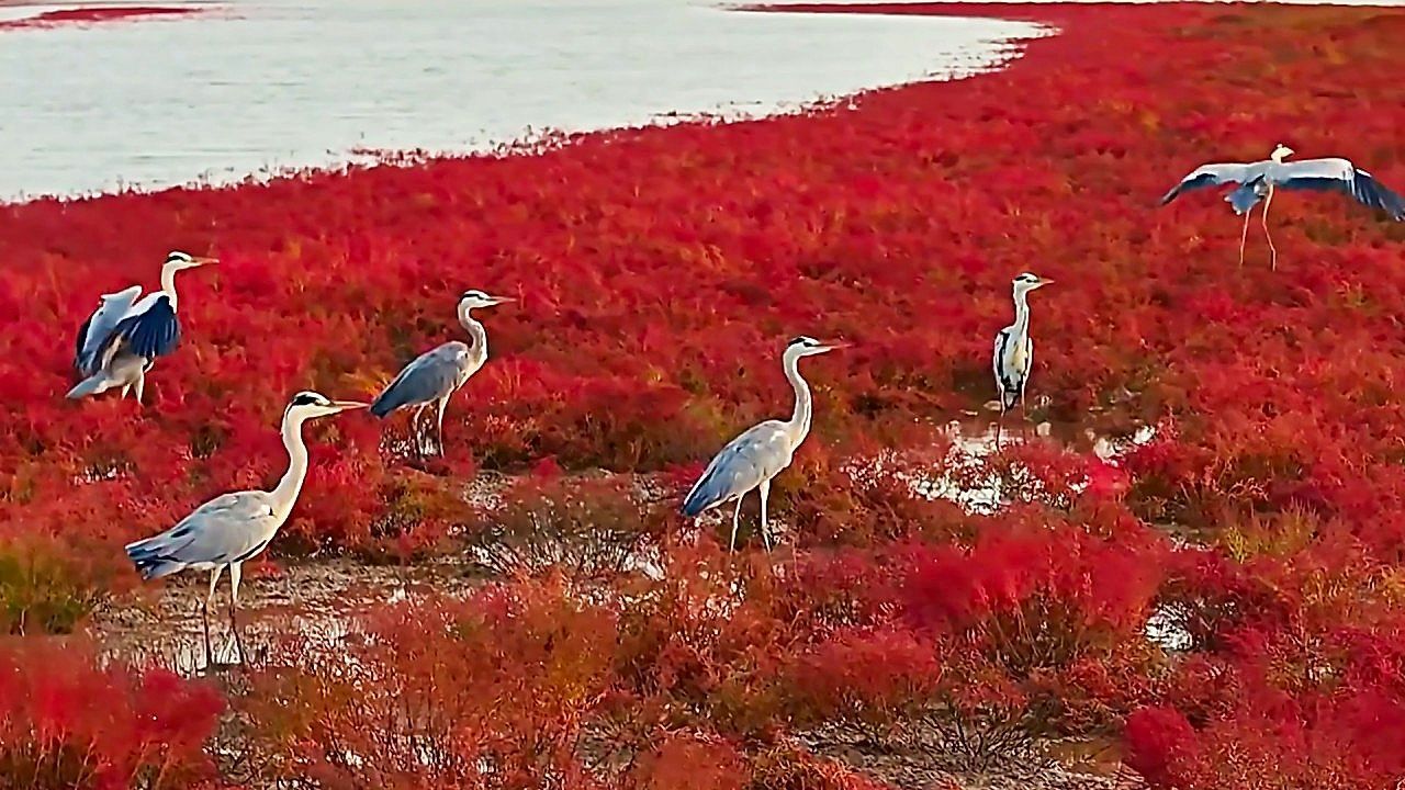 Video: Salt-tolerant seepweed turns coastal wetland vibrant red in China