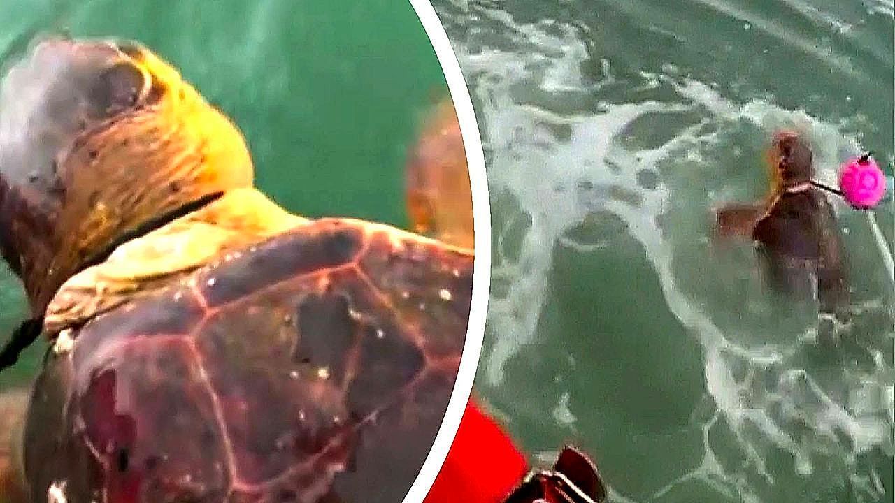 Video: Coast Guard frees loggerhead sea turtle caught in crab trap line off Florida