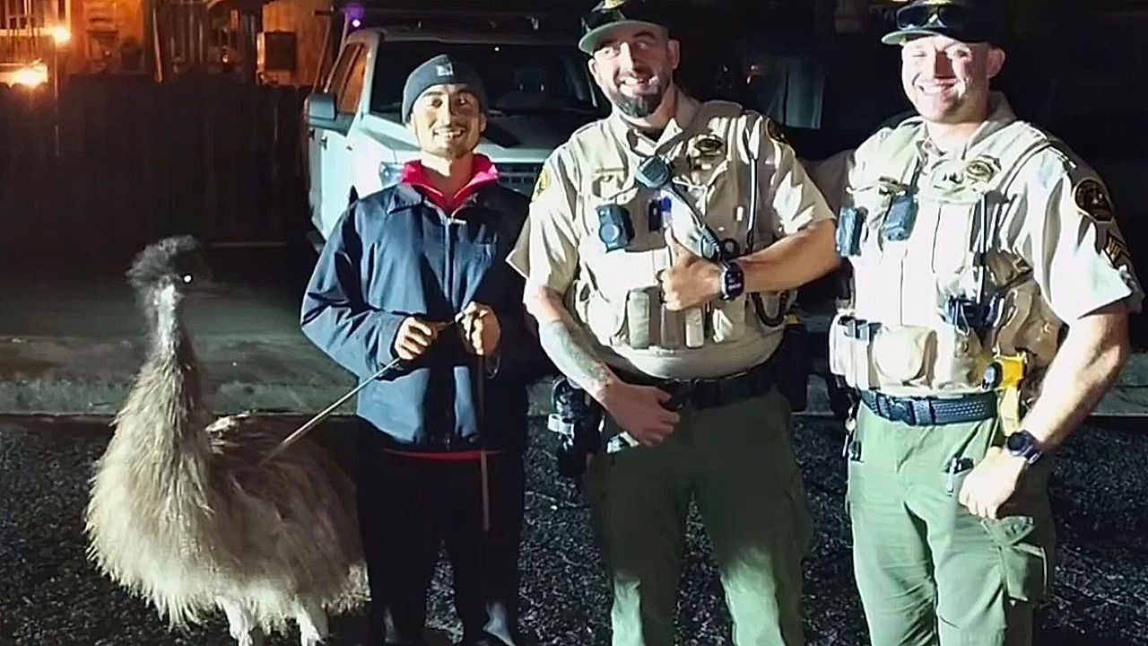 Deputies chase runaway emu through California neighborhood