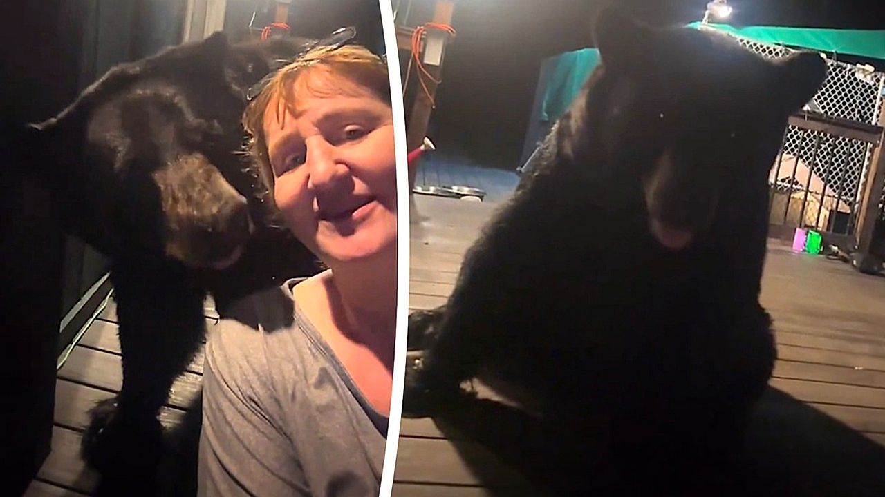 Tierisch entspannt: Schwarzbär setzt sich seelenruhig hinter filmende Frau auf Veranda