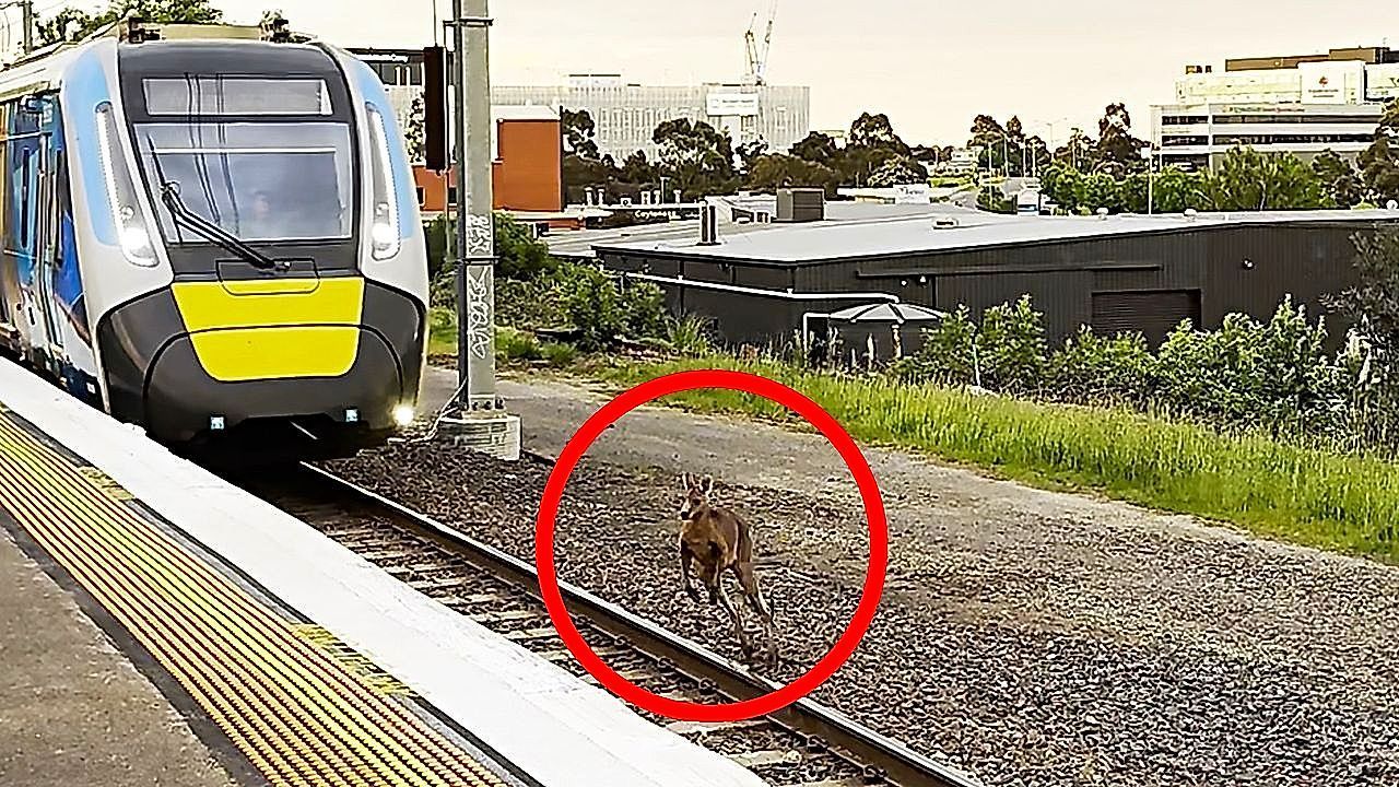 Daredevil kangaroo leaps across tracks seconds before oncoming train