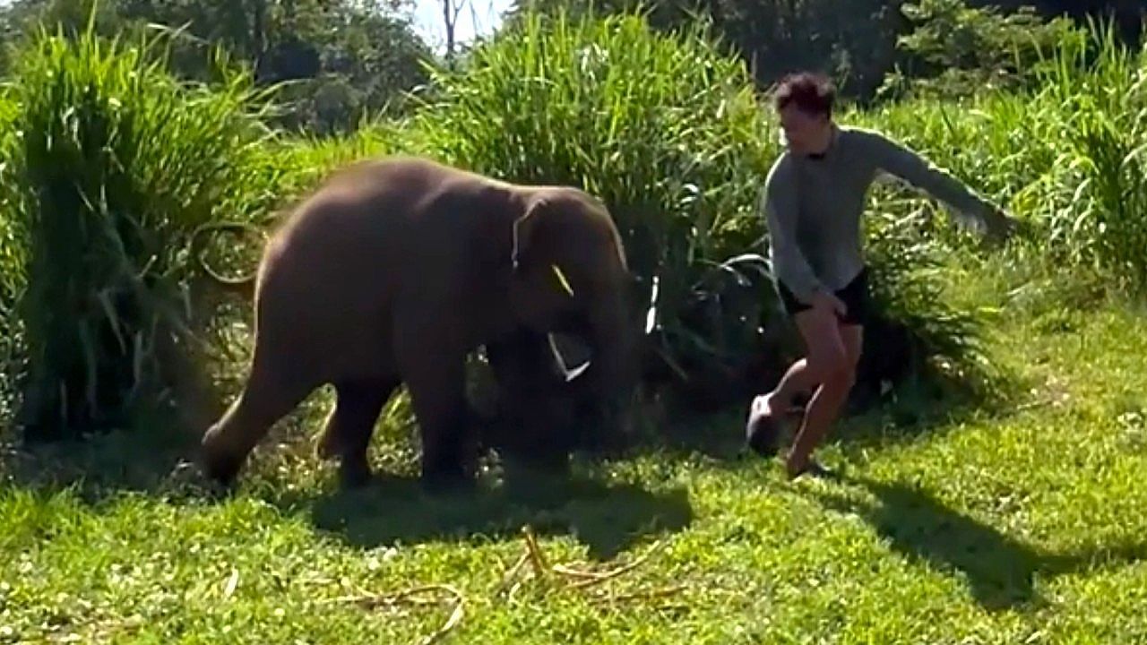 Video: Baby elephant and keeper challenge themselves in hide-and-seek game