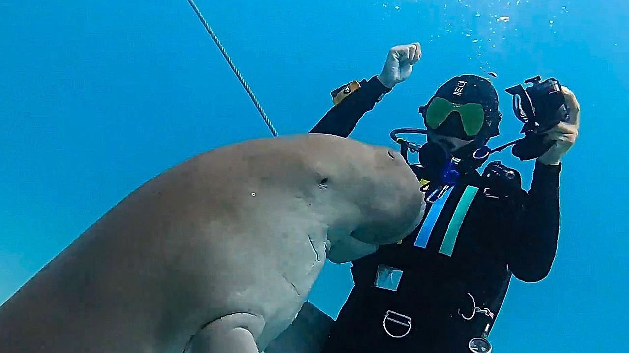 Curious dugong snuggles up to diver off the coast of East Timor