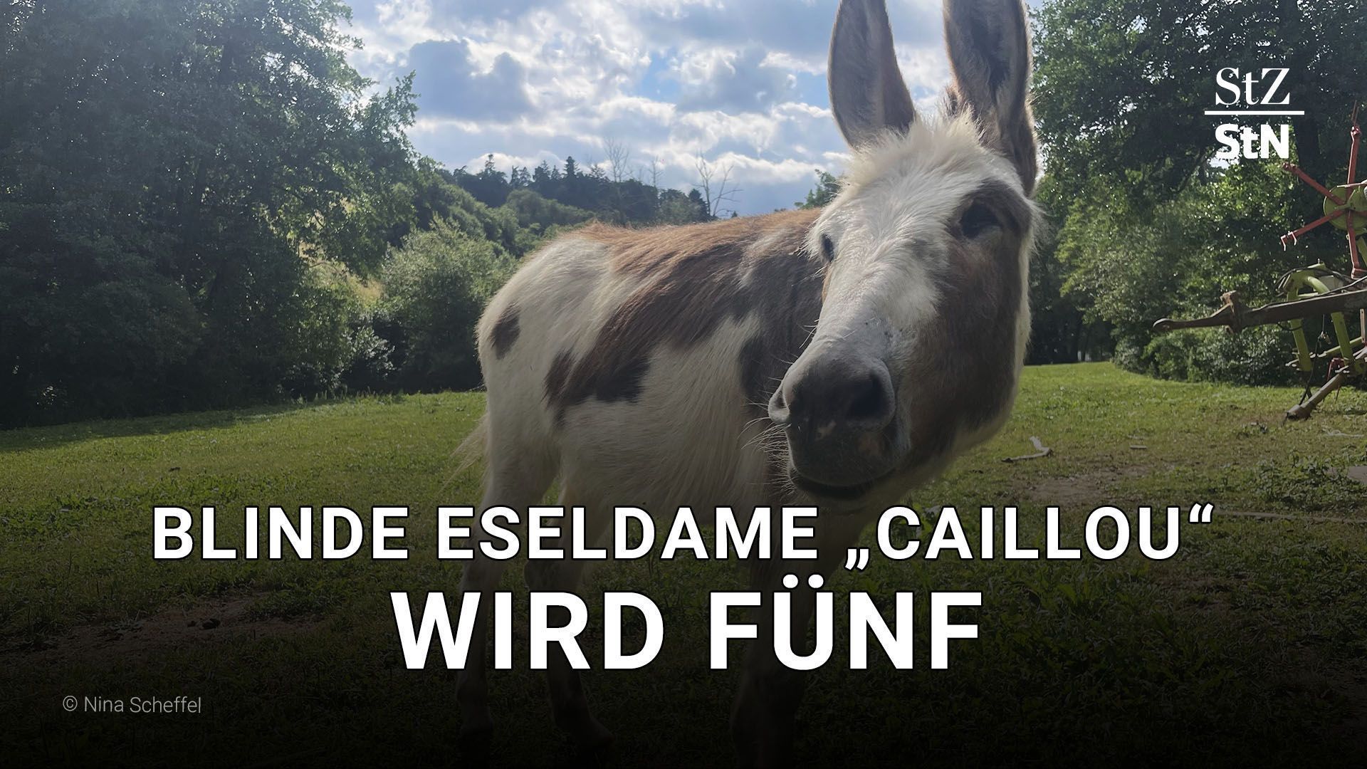 Video: Blinde Eseldame "Caillou" wird fünf