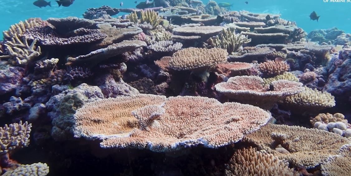 Video: Great Barrier Reef verliert Farbe