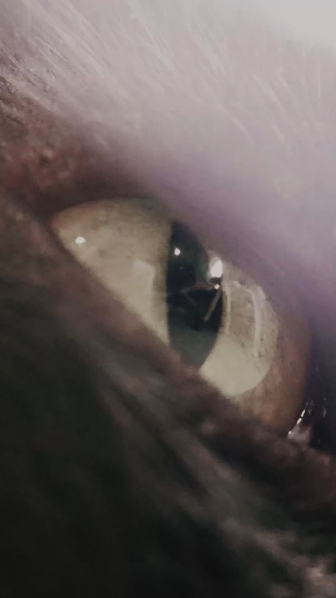 Video: Tierwelt: Welche Farben sehen Katzen?