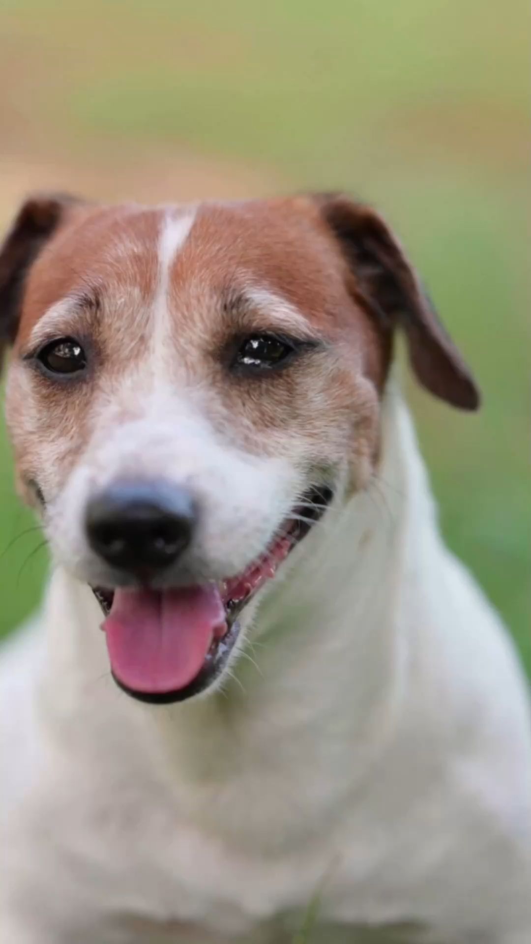 Guide for Dog Owners: Should You Wet Dogs in Heat?