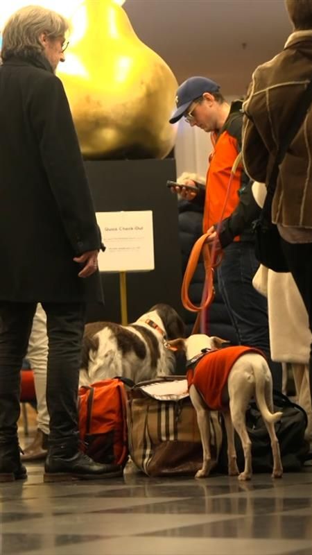 Video: Paradies für Hunde an Silvester: Hotels am Flughafen bieten Vierbeinern Schutz