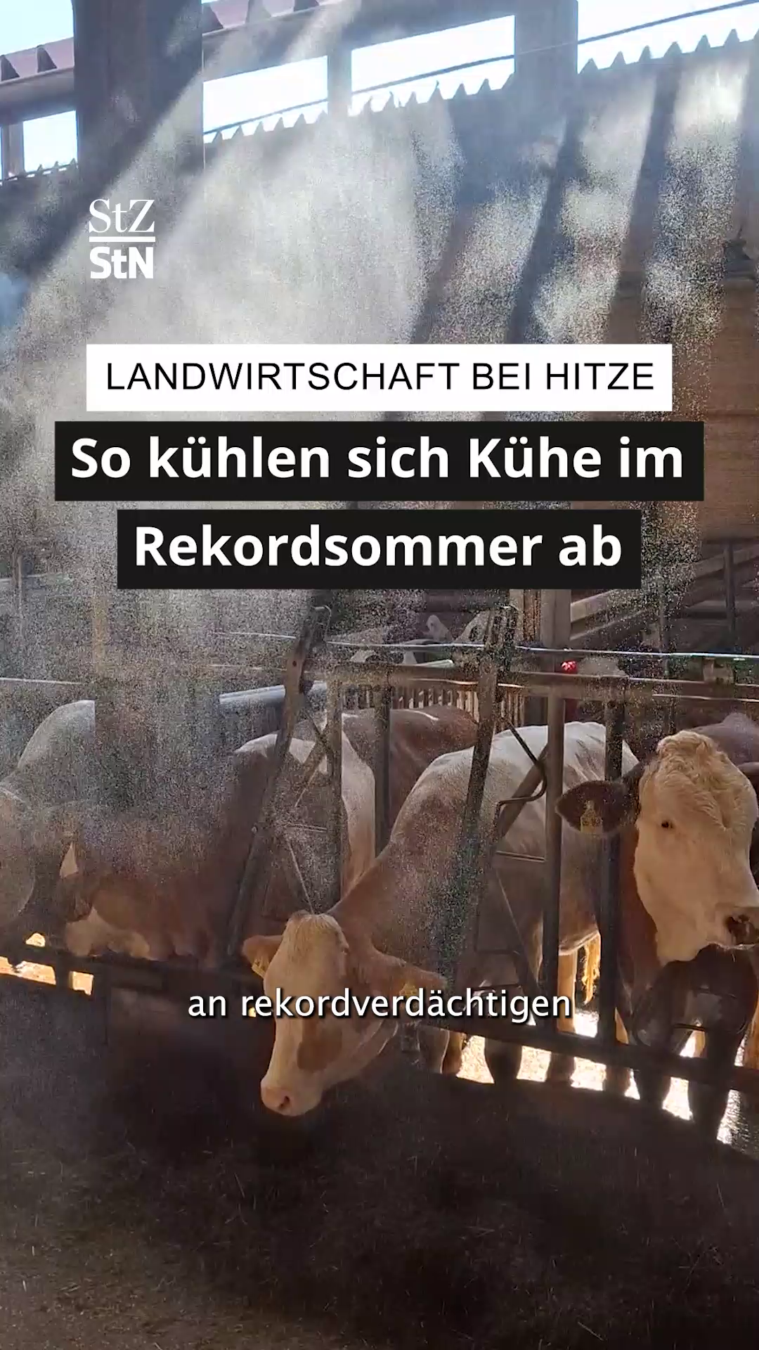 Video: Duschen gegen Hitzestress: Wie Kühe den Rekordsommer überstehen