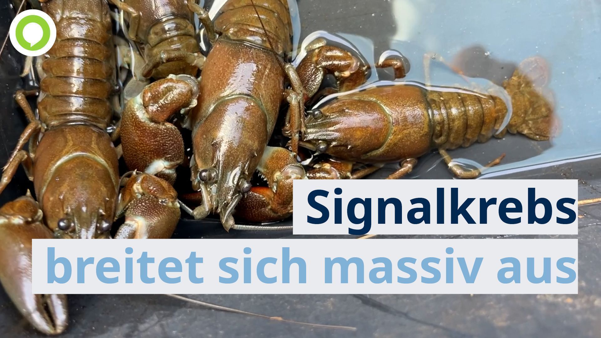 Video: Amerikanischer Signalkrebs breitet sich massiv aus