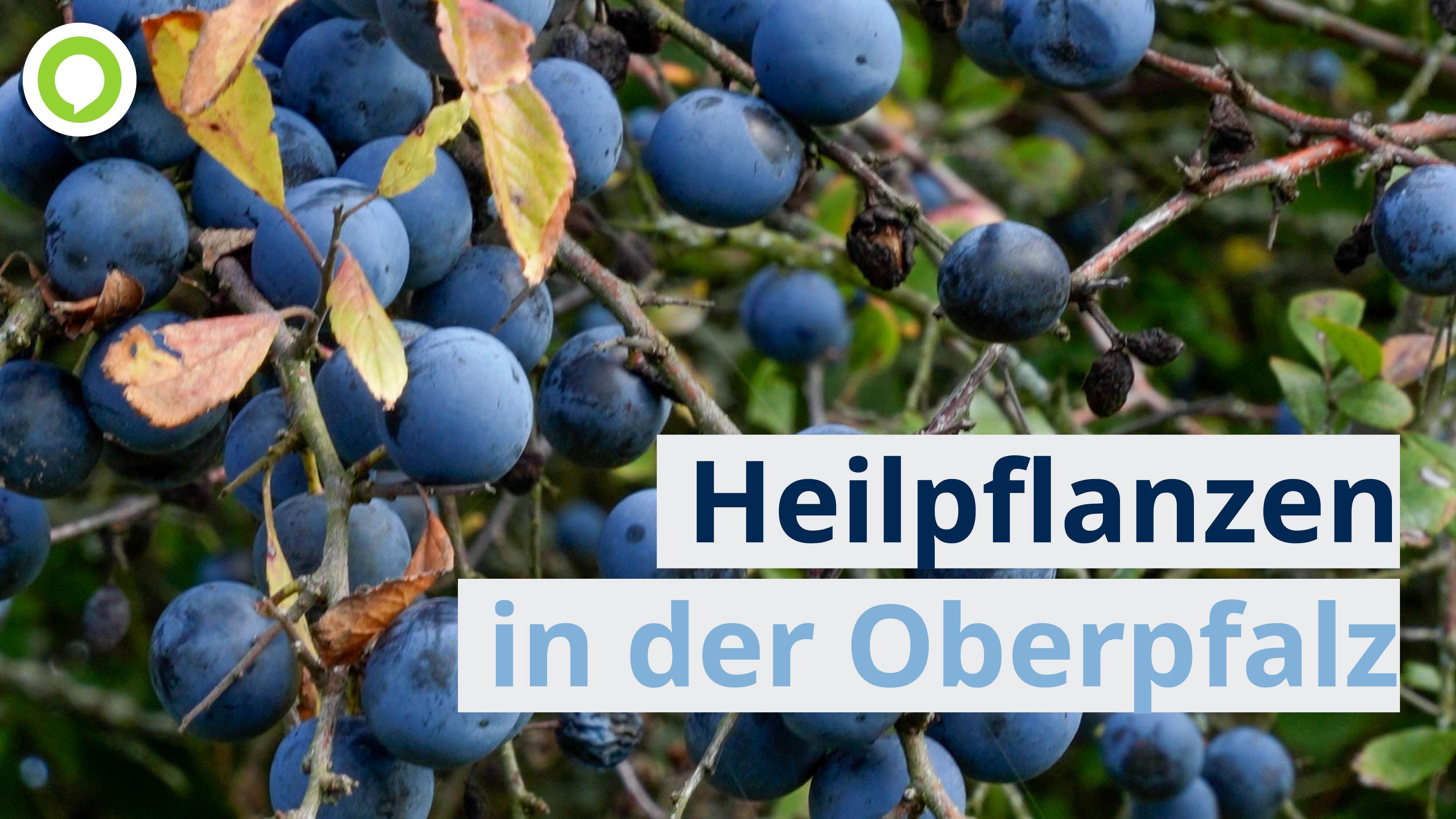 Video: Claudia Ritter aus Weiden schreibt seit 2012 erfolgreich Sachbücher über Heilpflanzen