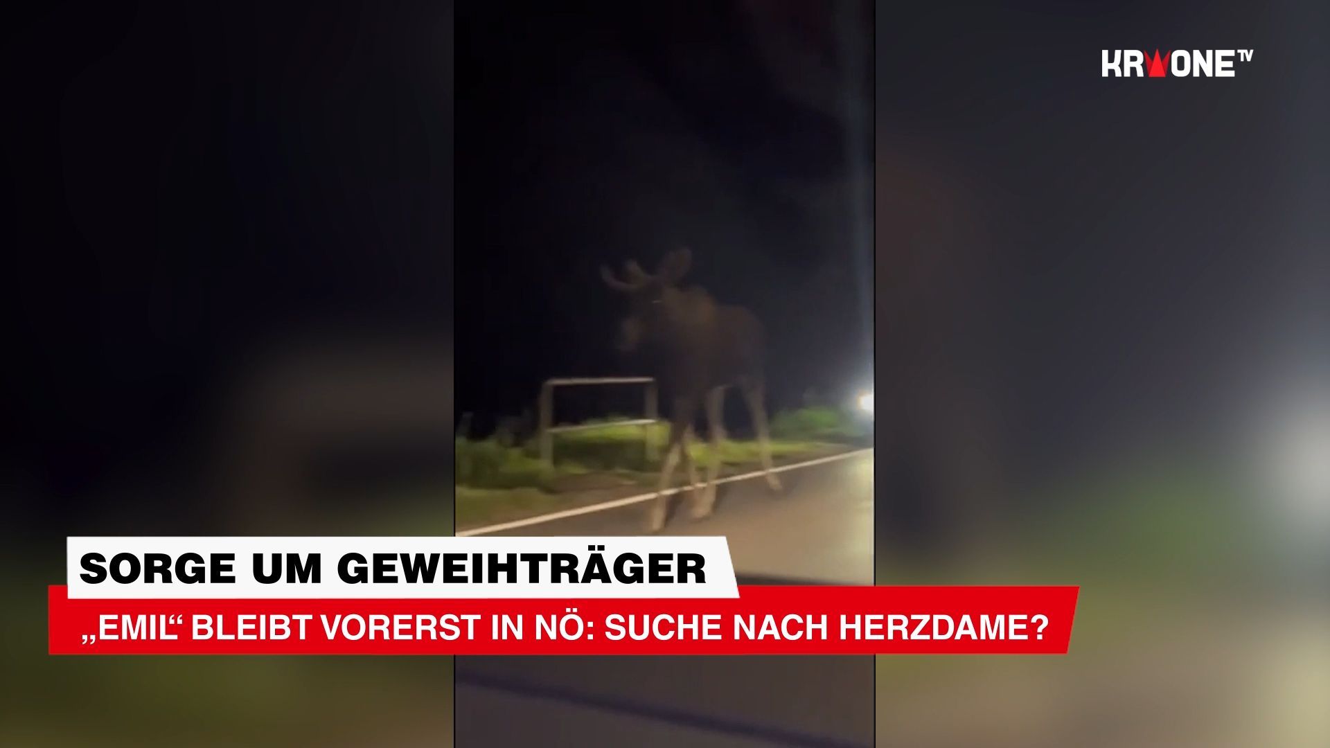 „Emil“ remains in Lower Austria for now: Search for a lady friend?