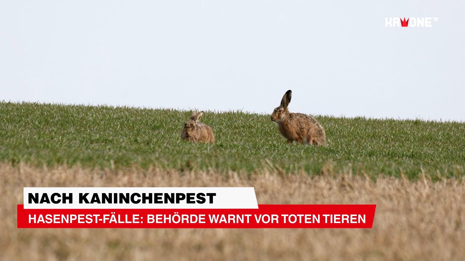 Video: Hasenpest-Fälle: Behörde warnt vor toten Tieren