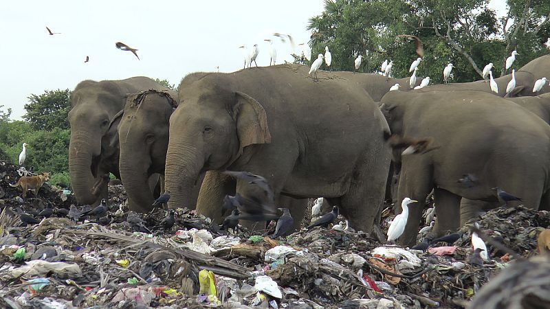 Weil Elefanten dran sterben können: Sri Lanka will Plastiktüten verbieten
