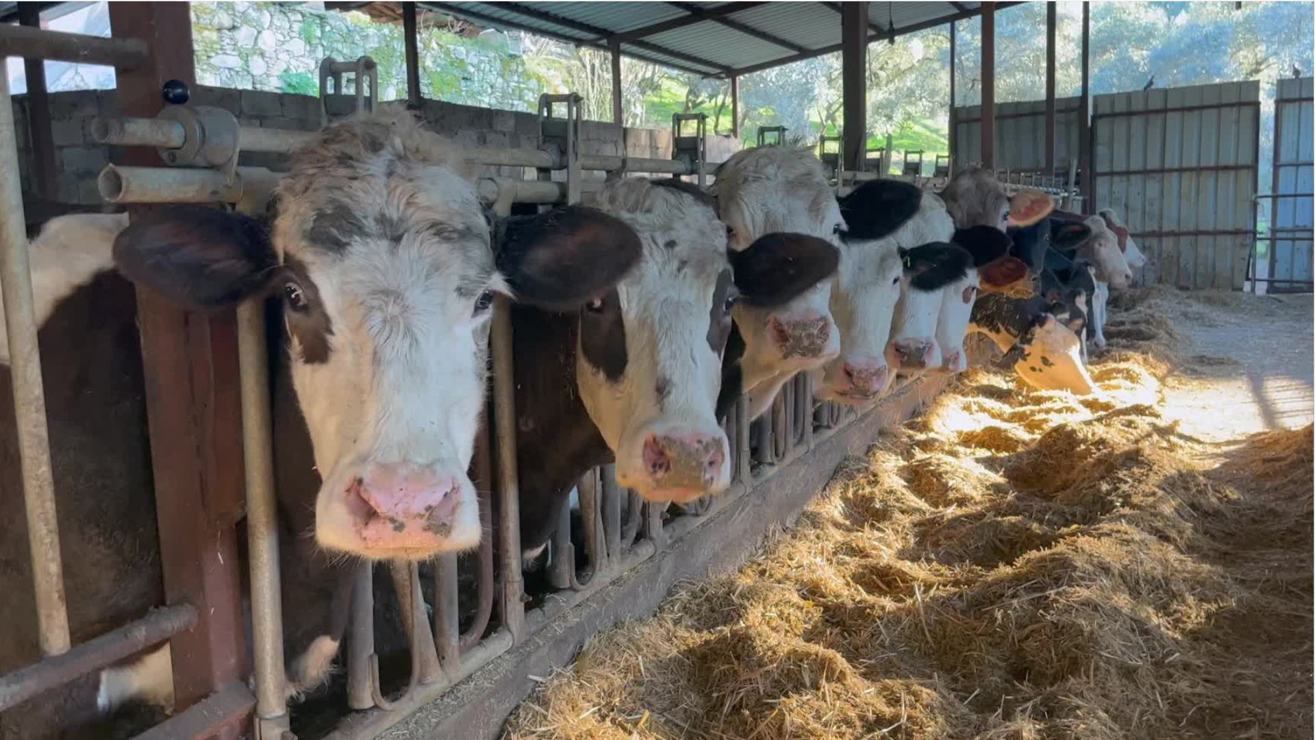 Weniger Höfe mit im Schnitt mehr Tieren in Bayern