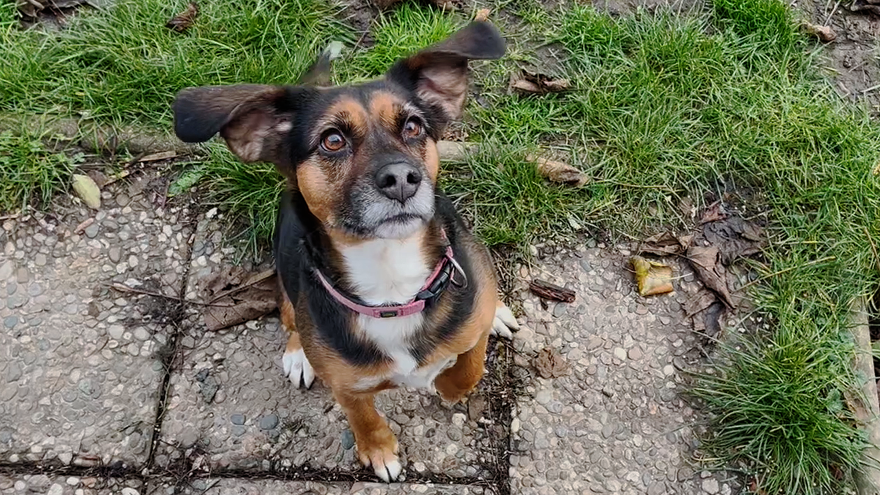 Tier der Woche: Maja