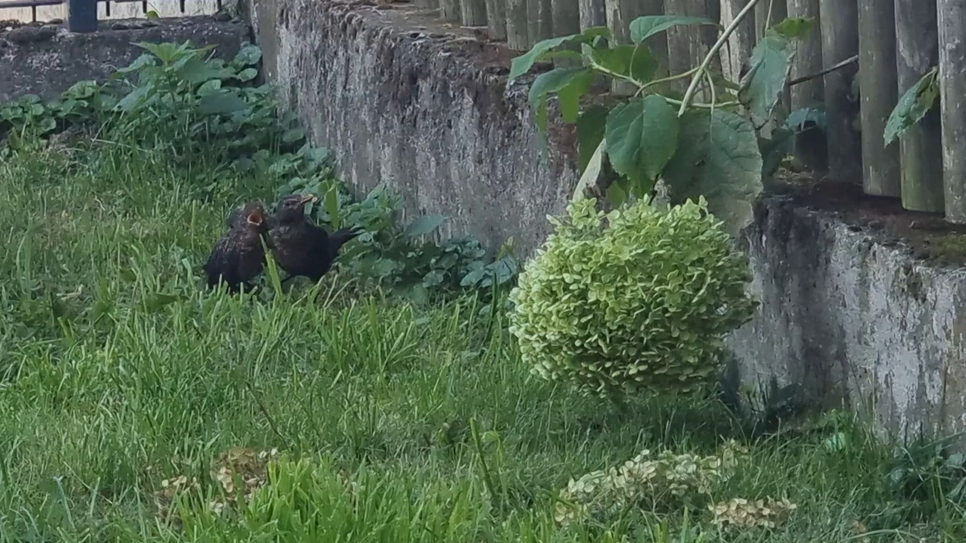 Video: Charly, das gerettete Amselküken