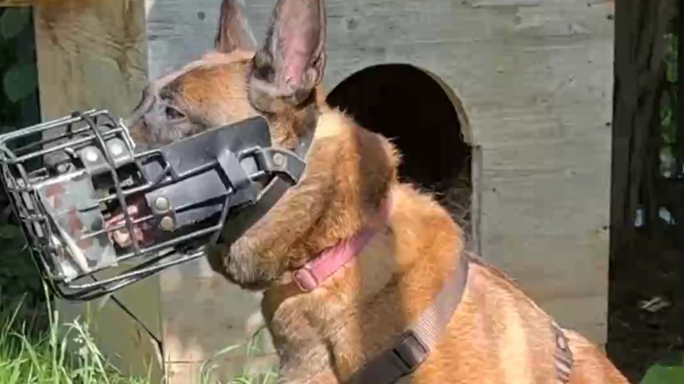 Haustier sucht Zuhause: Brave, a Belgian Shepherd Dog