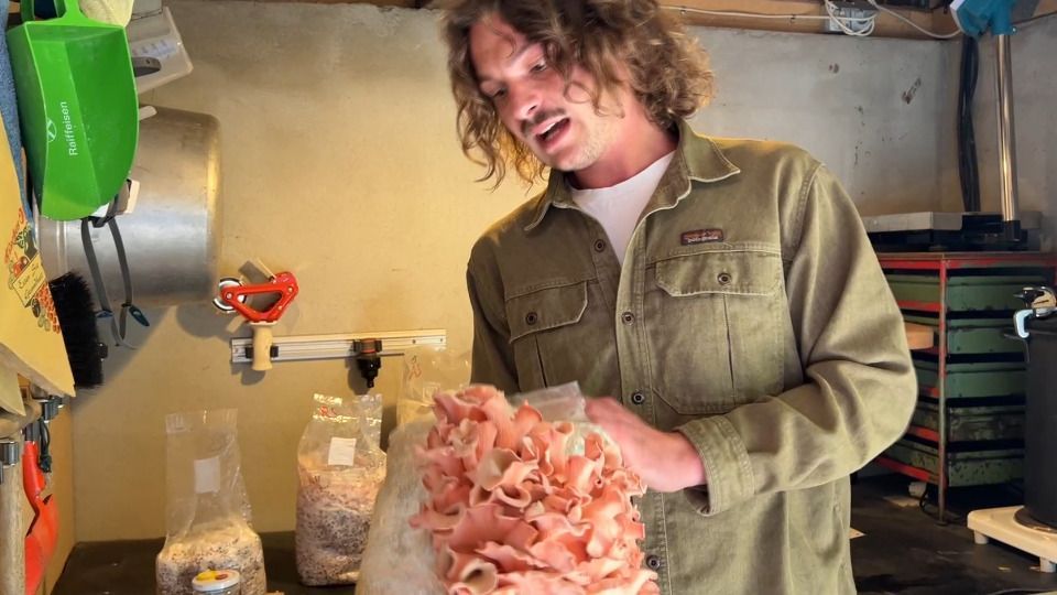 Student breeds edible mushrooms and wants to start a business
