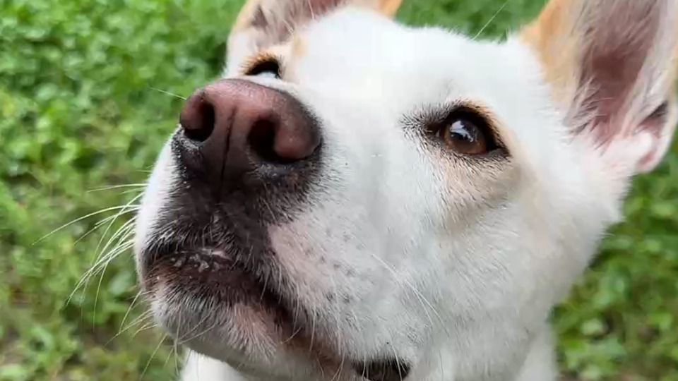 Haustier sucht Zuhause: Neblina, a three-legged dog