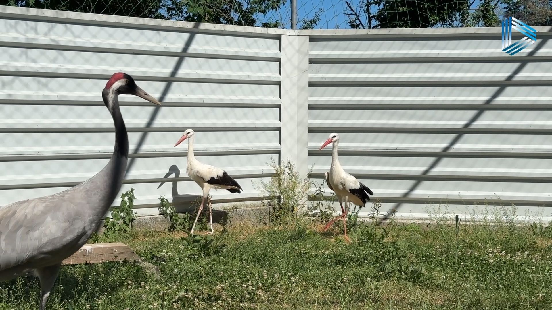 Video: Wenn die Natur Hilfe braucht: Zu Besuch im Vogelkrankenhaus Regenstauf
