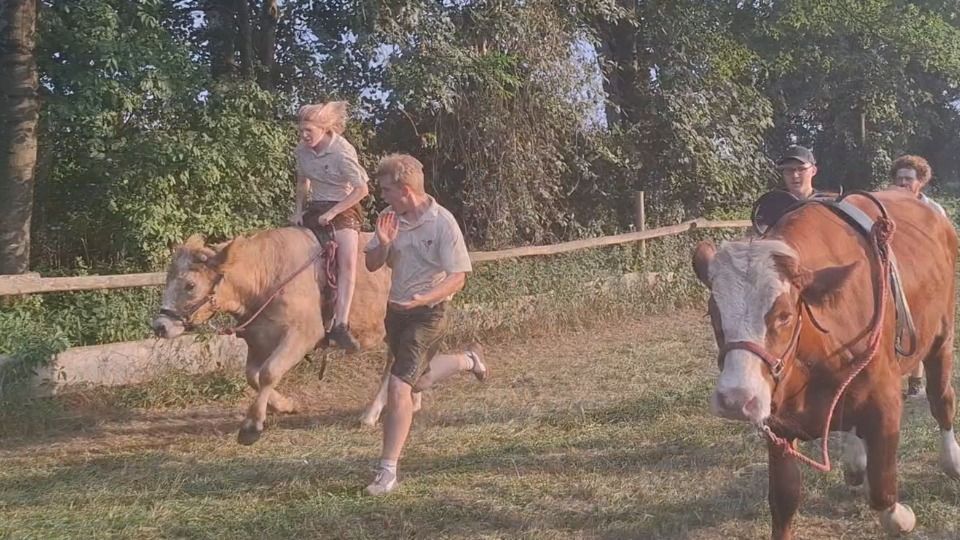 Video: Die Ochsen sind los im Landkreis Dingolfing-Landau