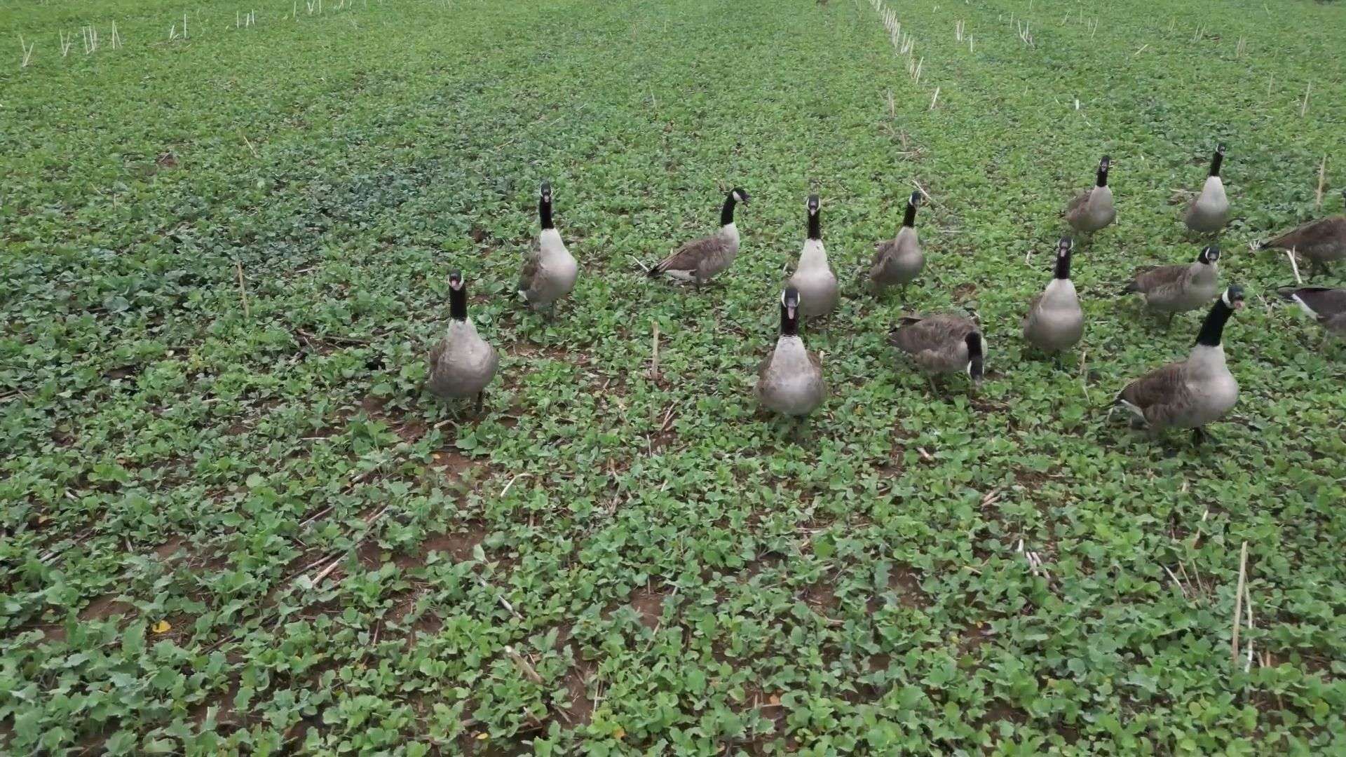 Video: Etwa 200 Nil- und Kanadagänse auf Feld in Heidelberger – wachsende Probleme für Felder und Umwelt