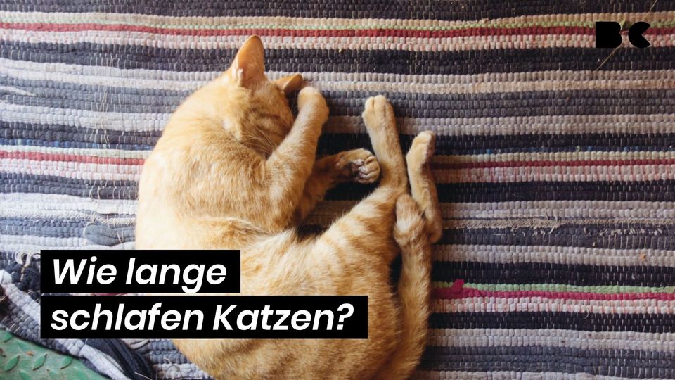 Wie Lange Schlafen Katzen Täglich Wie lange schlafen Katzen? - BuzzClips