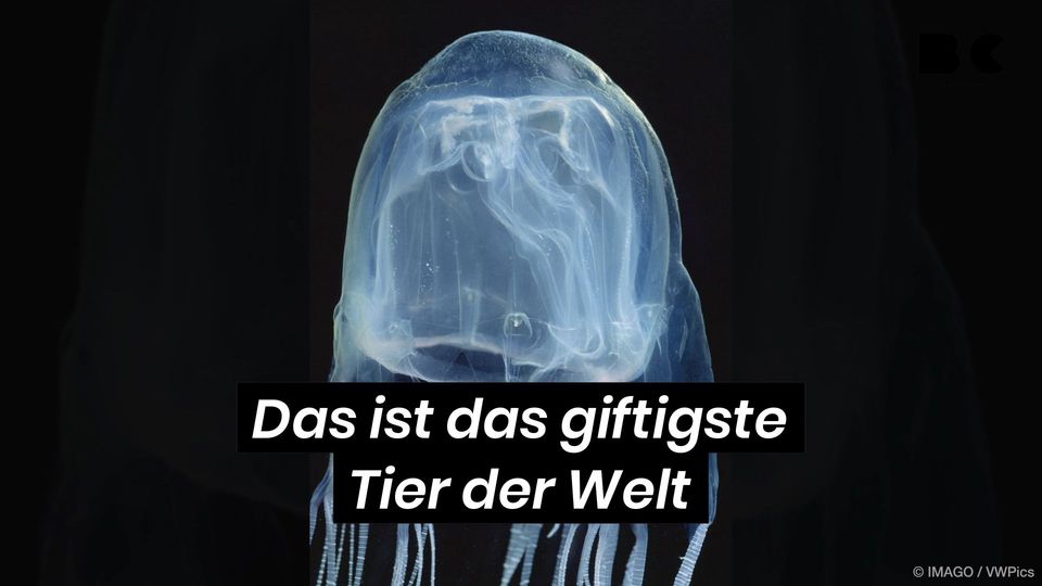 Was Ist Das Giftigste Tier Auf Der Welt