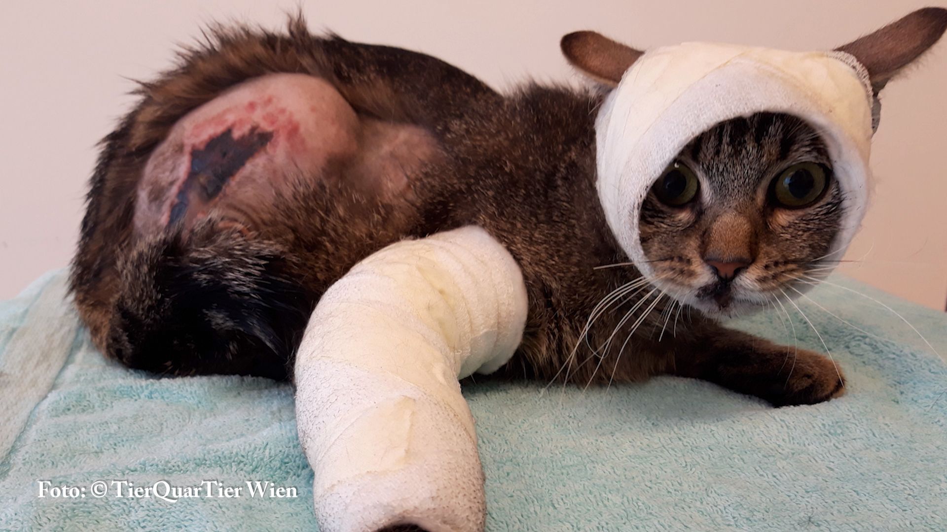 Video: TierQuarTier Wien schlägt Alarm: Katzenelend nimmt dramatisch zu