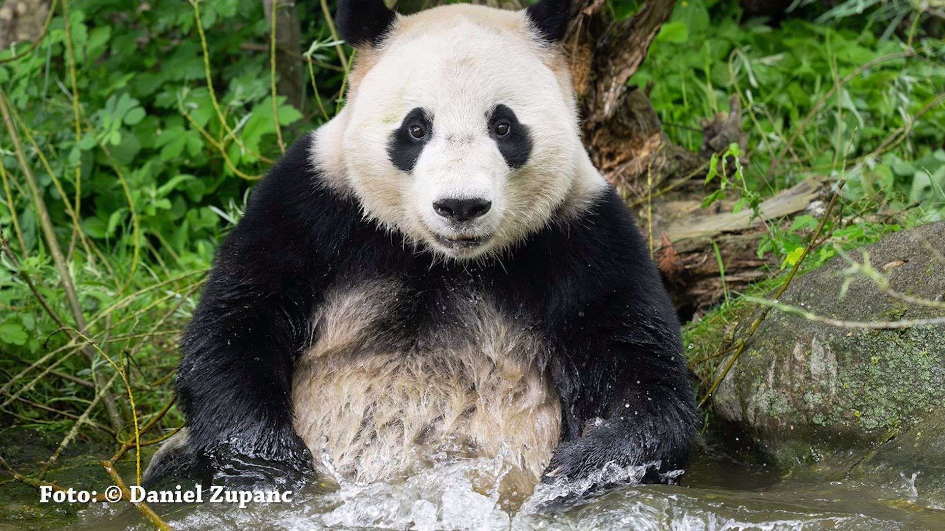 Video: Abkühlung auf Panda-Art Badespaß und Nebeldüsen im Tiergarten Schönbrunn