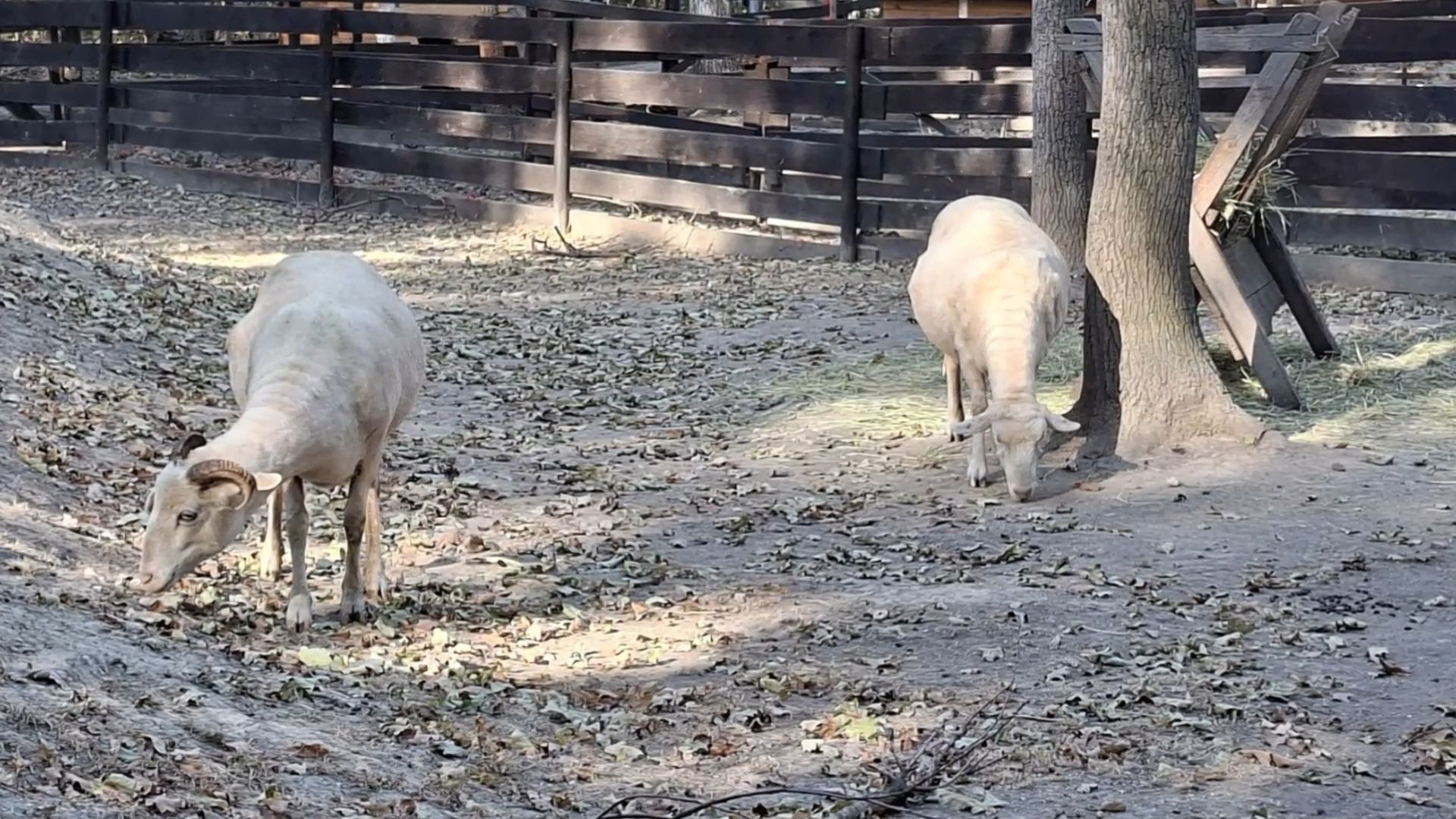 Video: Gurken, Käfig und Terrarium Spendenübergabe am Assisi-Hof Stockerau