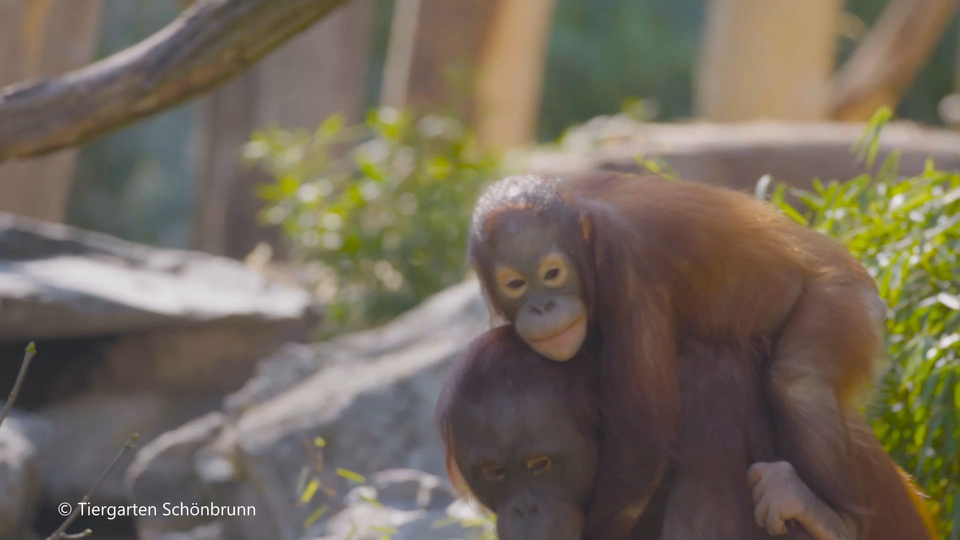 Video: Welt-Orang-Utan-Tag Neue Kletteranlage im Tiergarten Schönbrunn