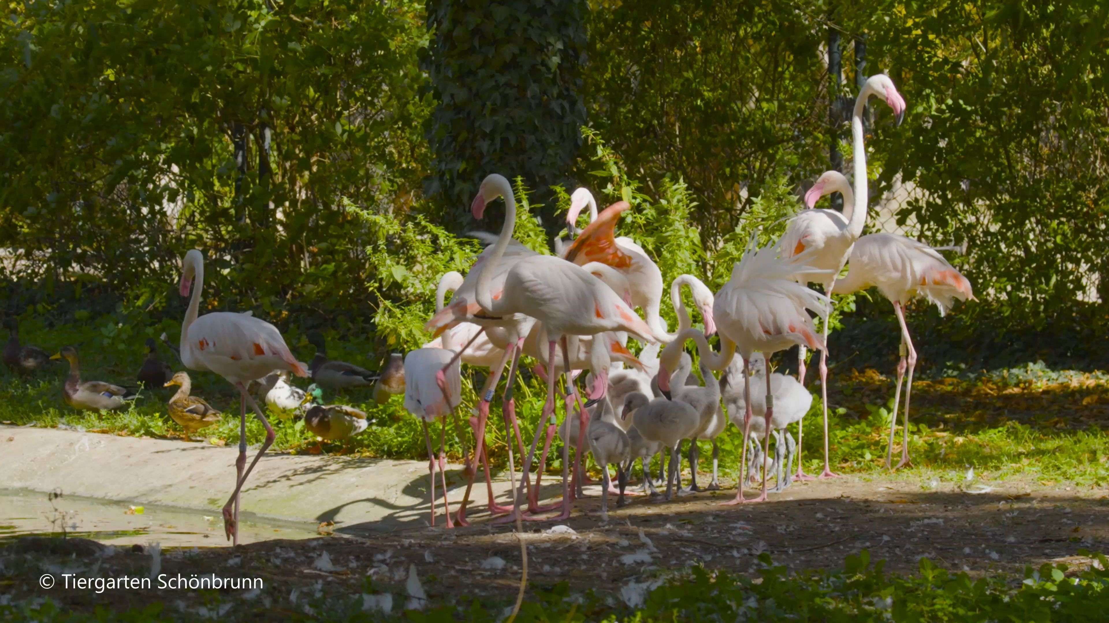 Video: Flamingo-Babys im Tiergarten Schönbrunn 16 Küken geschlüpft