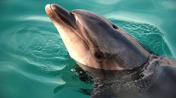 Meilenstein der Meeresbiologie: Delfin mit Daumen in freier Wildbahn beobachtet - Video